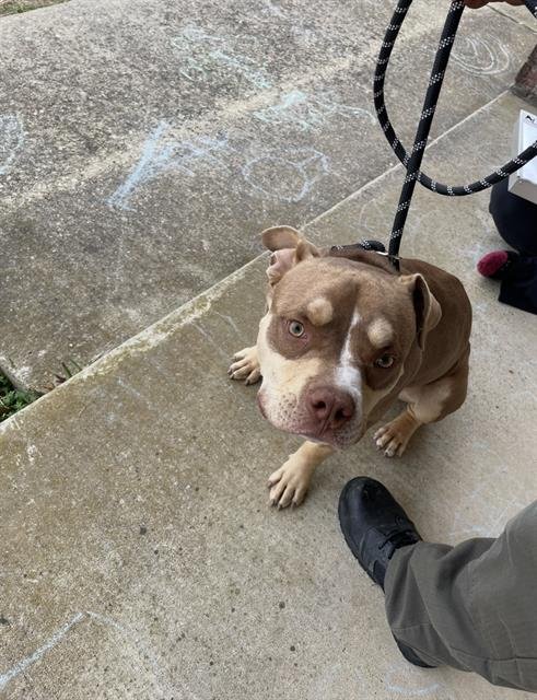 NUTMEG - Pit Bull Terrier available for adoption