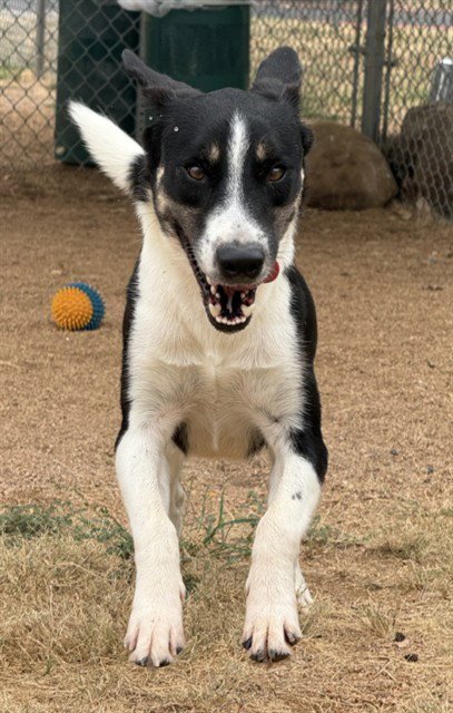LIGHTNING - Border Collie for adoption in Killeen