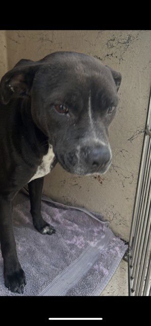 PRINCESS - Pit Bull Terrier available for adoption