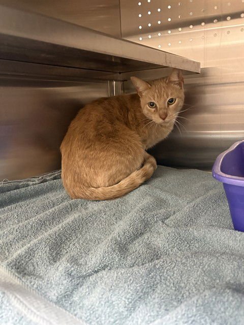 SCRABBLE - Domestic Short Hair available for adoption