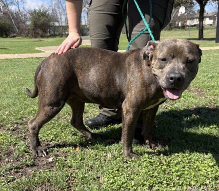 KITTA - Staffordshire Bull Terrier available for adoption