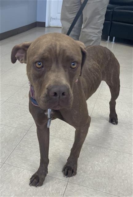 STELLA - Boxer available for adoption