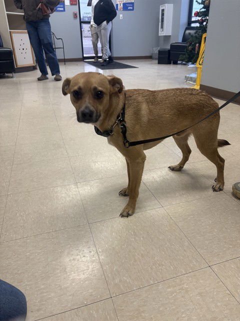 RANGO - Chihuahua / Weimaraner available for adoption