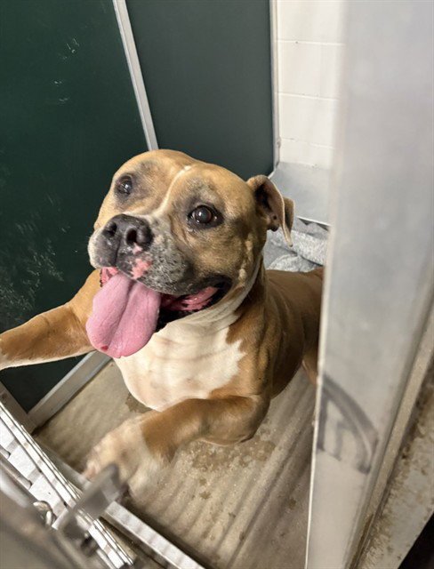 RENAE - Pit Bull Terrier available for adoption