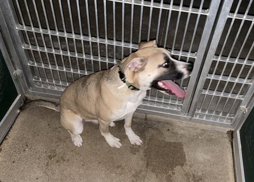 DRACO - Anatolian Shepherd available for adoption