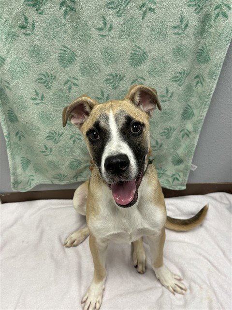 DRACO - Anatolian Shepherd available for adoption