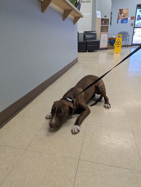 PUPPERCORN - Pit Bull Terrier available for adoption