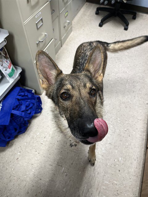 CARMIN - German Shepherd Dog available for adoption