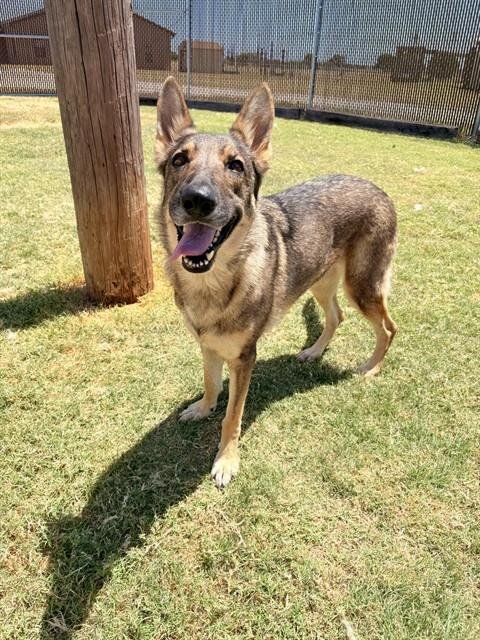 CARMEN - German Shepherd Dog available for adoption