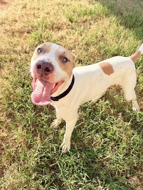GHOST - Pit Bull Terrier available for adoption