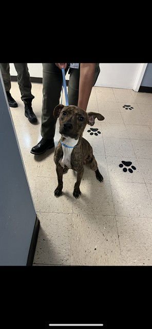 BEGAL - Pit Bull Terrier available for adoption