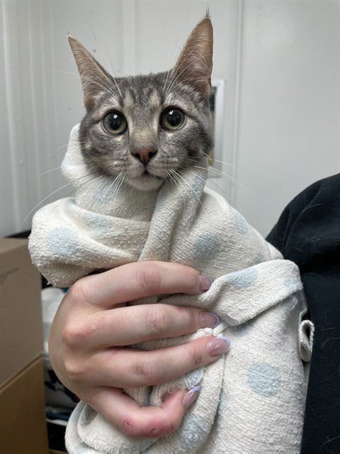 BOB - Domestic Short Hair available for adoption