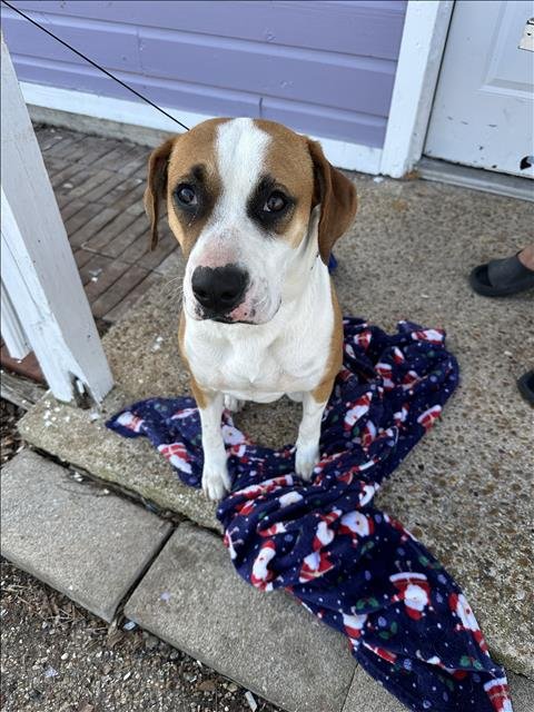 JILL - Boxer available for adoption