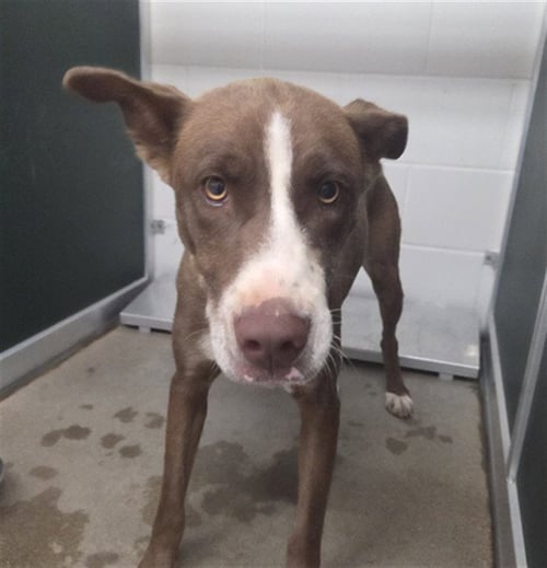 BROWNIE - Australian Kelpie available for adoption