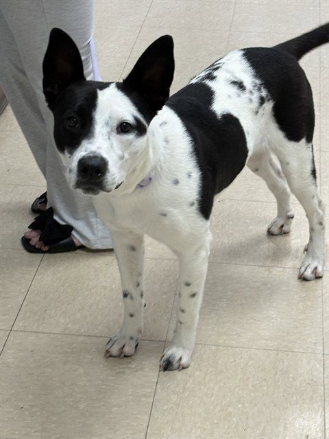 DALIA - Pit Bull Terrier available for adoption