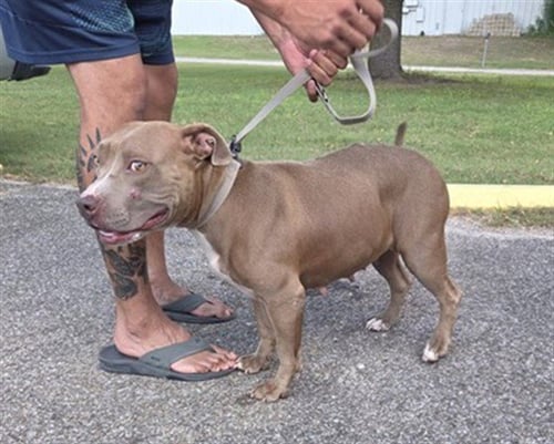 CHICHI - Pit Bull Terrier available for adoption