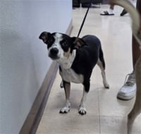 DUCHESS - Photo 1