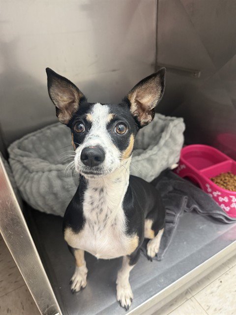 DUCHESS - Chihuahua available for adoption