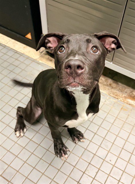 MILK DUD - Pit Bull Terrier / Labrador Retriever available for adoption