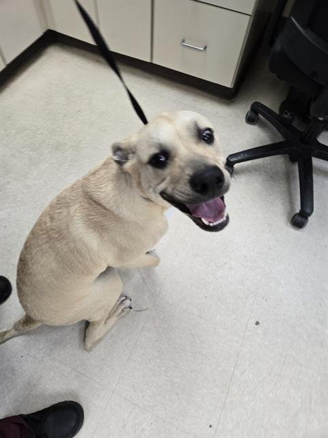 KAIDO - Black Mouth Cur available for adoption