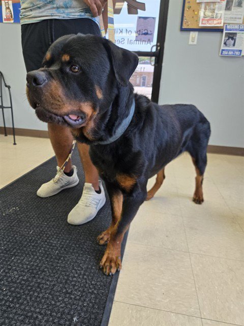 RUFUS - Rottweiler for adoption in Killeen