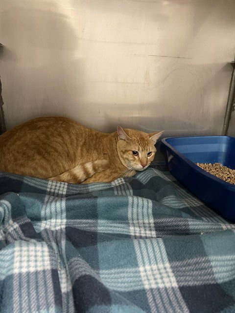 BARNABY - Domestic Short Hair available for adoption