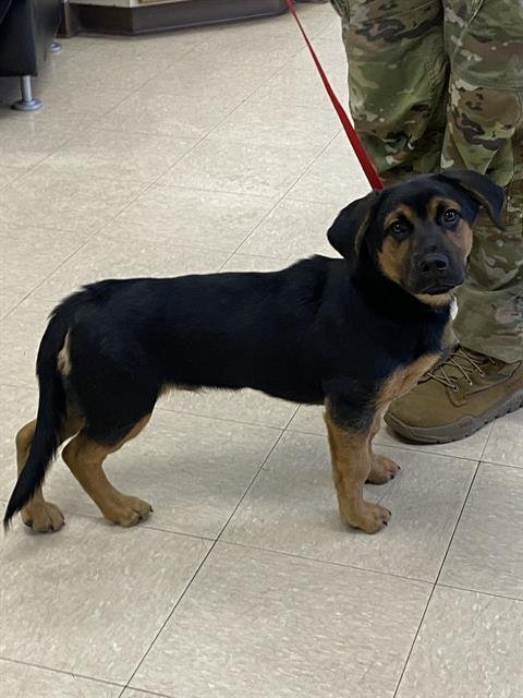 CHAMPION - German Shepherd Dog available for adoption