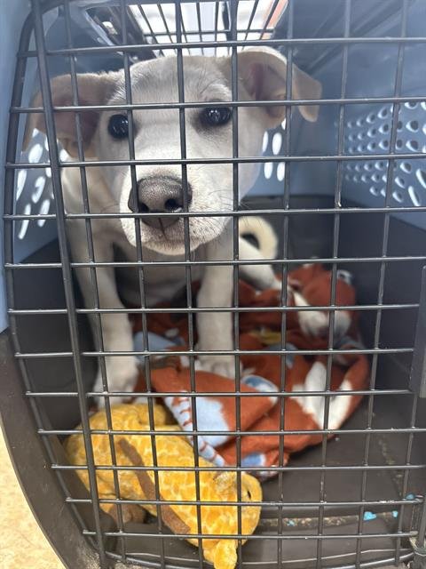 VANILLA BEAN - Akita available for adoption