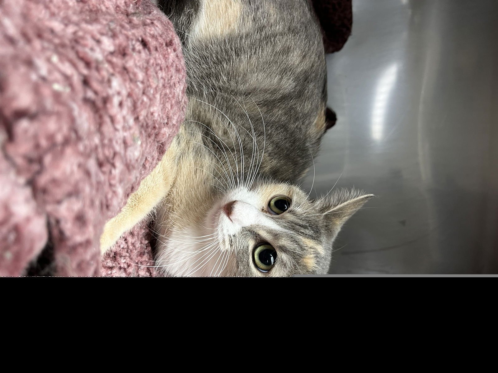 PUMPKIN - Domestic Short Hair available for adoption