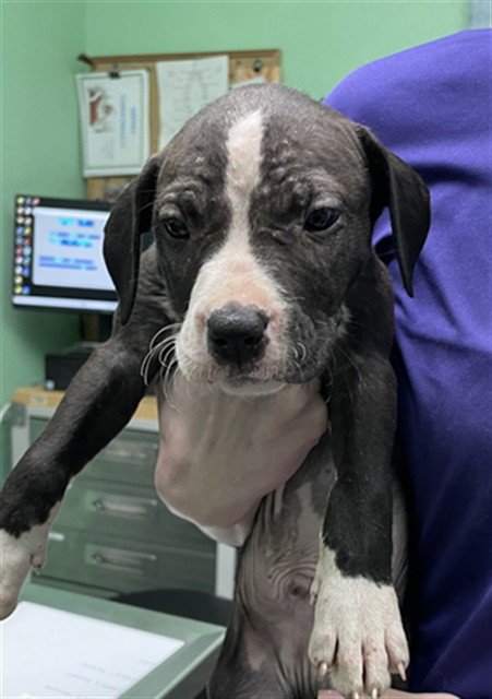 RAIN - Pit Bull Terrier available for adoption