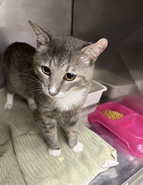 LYCHEE - Domestic Short Hair available for adoption
