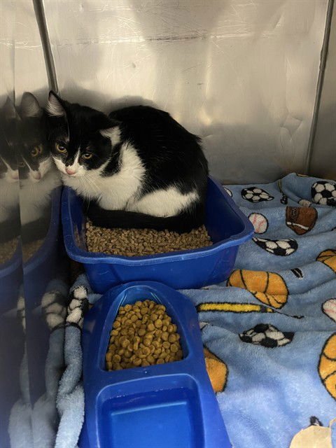 CHARTHOLOMEW - Domestic Short Hair available for adoption