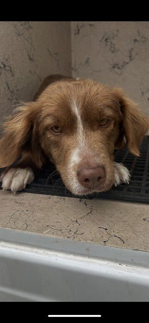 DAPHNE - Australian Shepherd available for adoption