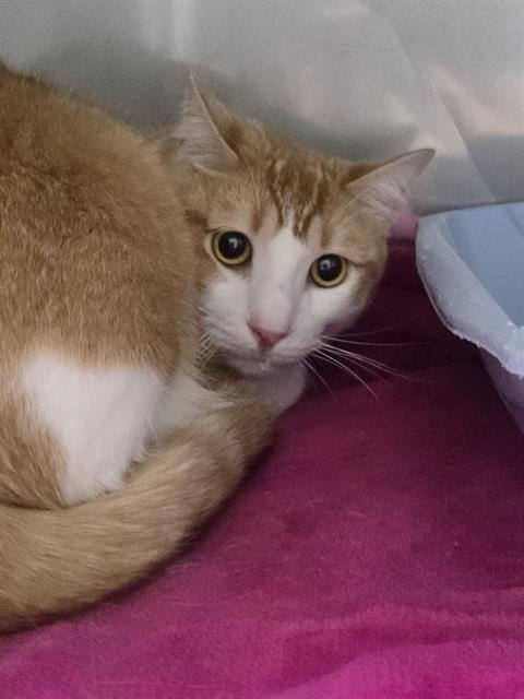 LEMON - Domestic Short Hair available for adoption