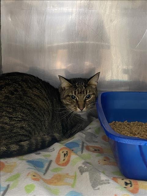 MALIBU - Domestic Short Hair available for adoption