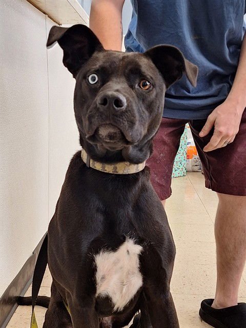 PUDGY - Pit Bull Terrier available for adoption