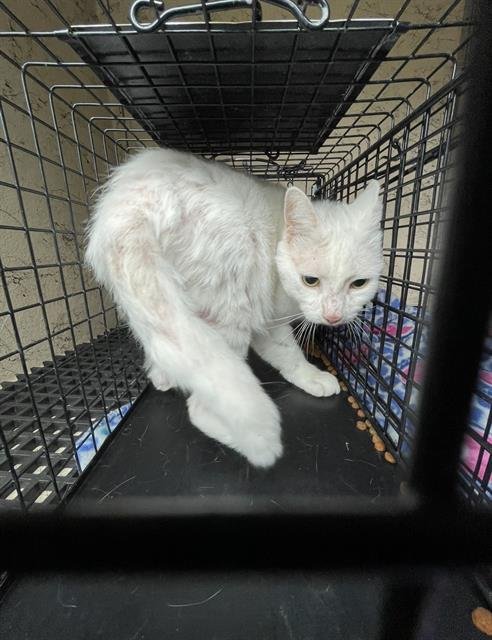 PATCHES - Domestic Short Hair available for adoption