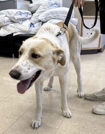 GINGER - Labrador Retriever available for adoption