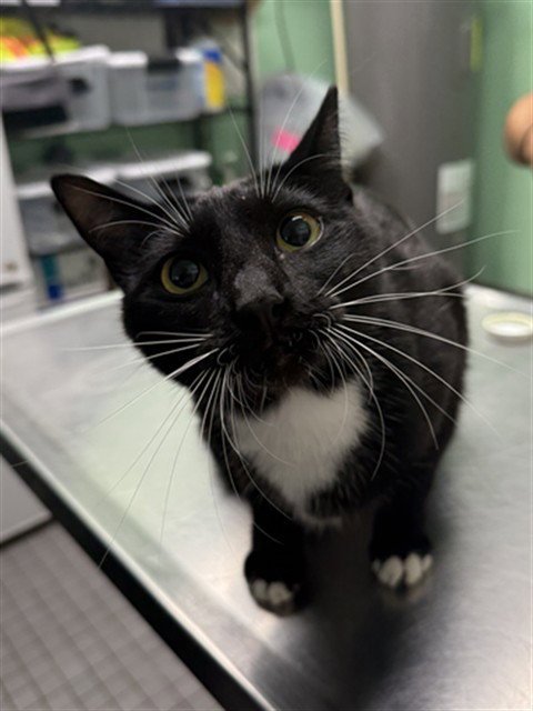 PEPPER - Domestic Short Hair available for adoption