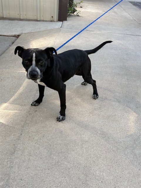 ENZO - Pit Bull Terrier available for adoption