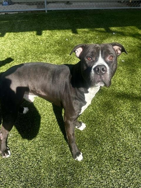 THEODORE - Pit Bull Terrier available for adoption