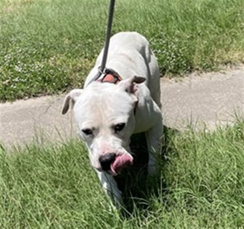 BURGER KING - Pit Bull Terrier for adoption in Killeen