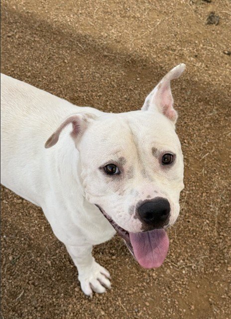 BURGER KING - Pit Bull Terrier available for adoption
