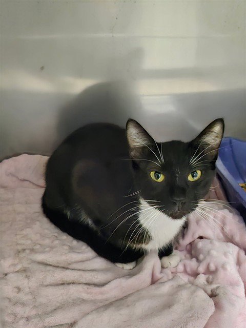 ZIG-ZAG - Domestic Short Hair available for adoption