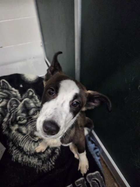 MARLEY - Labrador Retriever available for adoption