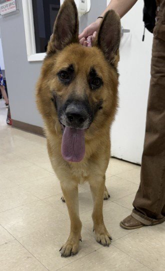 ABRAHAM - German Shepherd Dog available for adoption