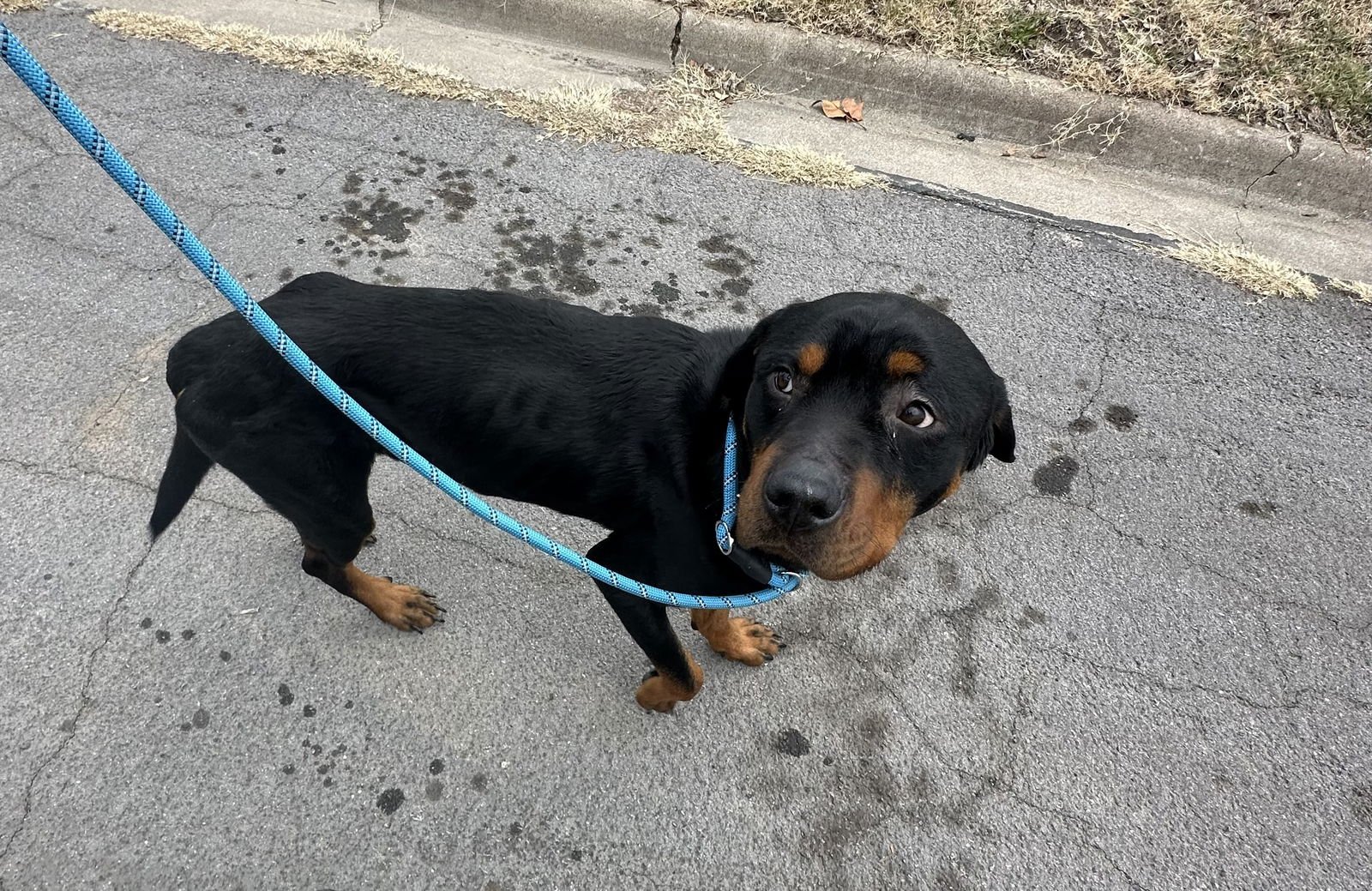 ARCHIE - Rottweiler available for adoption
