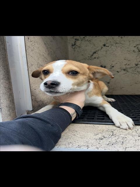 APPLE CIDER - Rat Terrier available for adoption