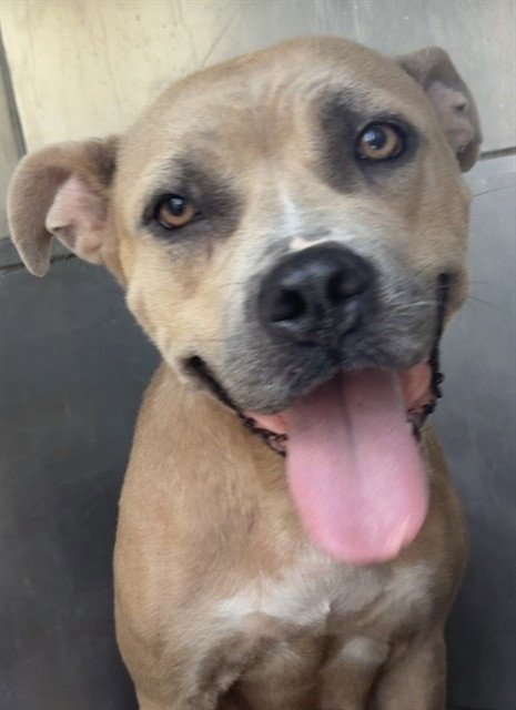 EENY - American Pit Bull Terrier available for adoption