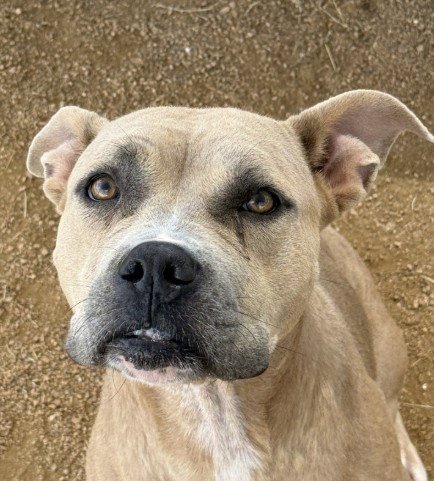 EENY - American Pit Bull Terrier available for adoption